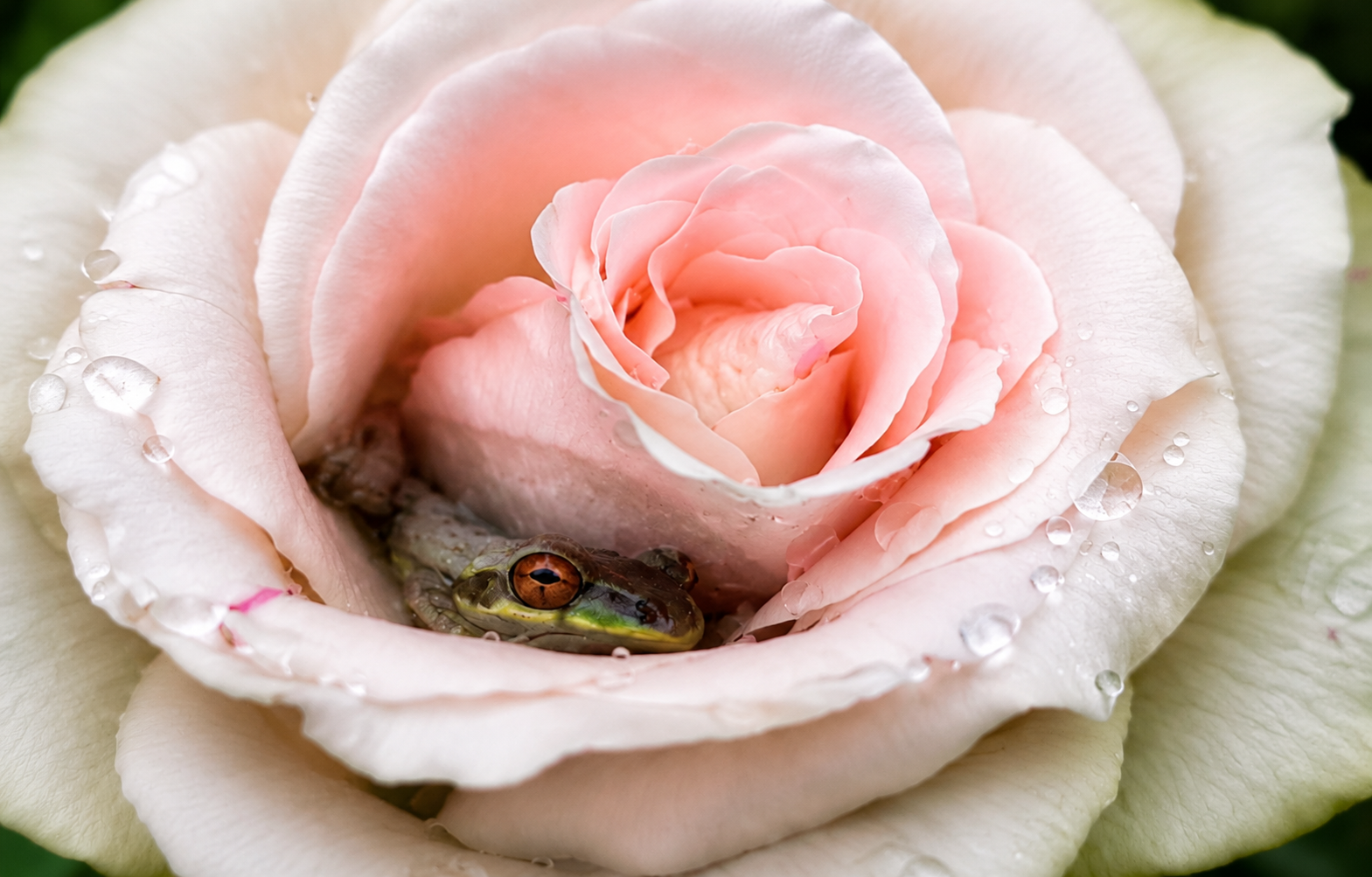 Tree frog resting inside a pink rose in Rosa Fond’s Florida garden